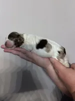 Johnny , a male Cocker Spaniel for sale in Clay, KY – 3 of 5