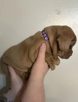     Honey, a female French Bulldog and Cocker Spaniel for sale in Clay, KY – 2 of 5