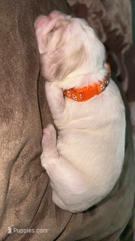 Hank – Cocker Spaniel puppy for sale in Clay, KY