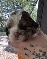 Dolly , a female Cocker Spaniel for sale in Clay, KY – 4 of 5