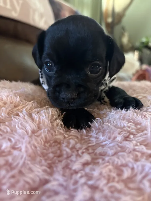 Little bit  – French Bulldog, Cocker Spaniel puppy for sale in Clay, KY