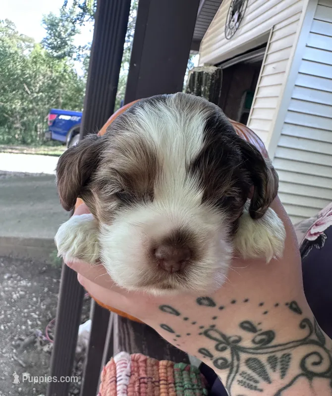 Johnny  – Cocker Spaniel puppy for sale in Clay, KY