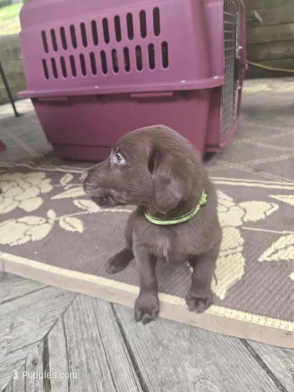SS57377908 – Labrador Retriever puppy for sale in Cranberry Township, PA