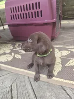 SS57377908, a female Labrador Retriever for sale in Cranberry Township, PA – 1 of 1
