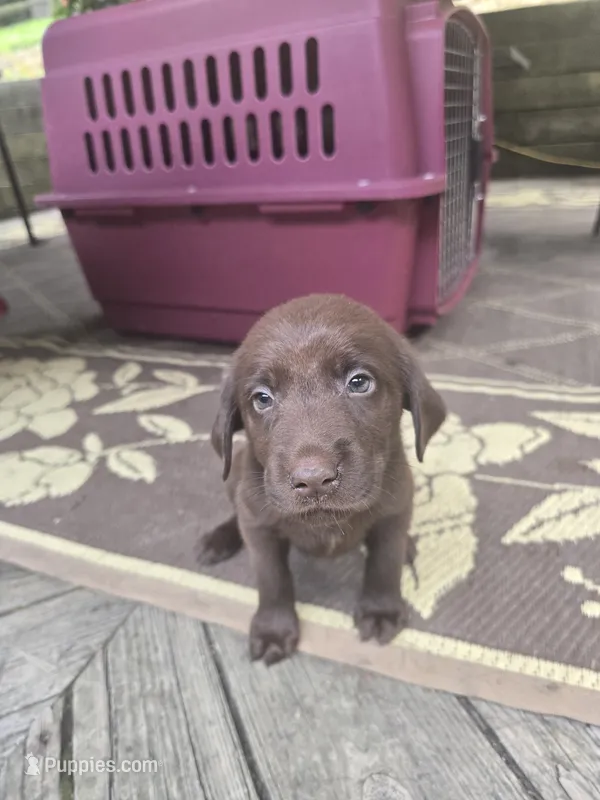 SS57377902 – Labrador Retriever puppy for sale in Cranberry Township, PA