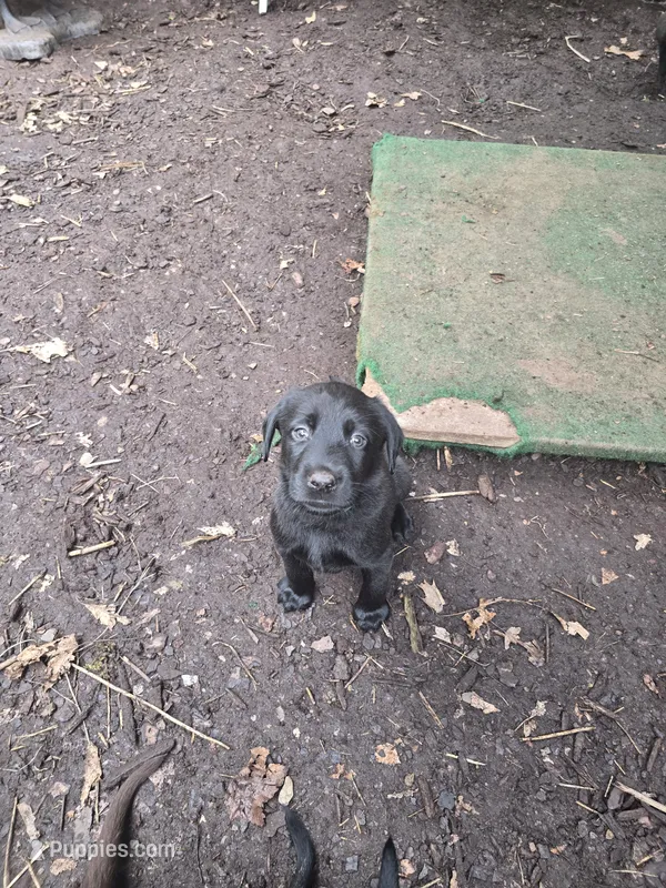 SS57377903, a male Labrador Retriever for sale in Cranberry Township, PA – 1 of 1