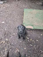 SS57377903, a male Labrador Retriever for sale in Cranberry Township, PA – 1 of 1