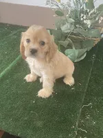 TooToo, a male Cocker Spaniel for sale in San Jacinto, CA – 1 of 5