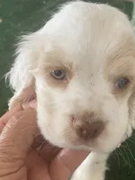 ZooZoo, a female Cocker Spaniel for sale in San Jacinto, CA – 3 of 5