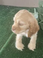 CooCoo, a female Cocker Spaniel for sale in San Jacinto, CA – 5 of 5