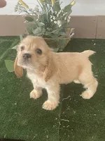 TooToo, a male Cocker Spaniel for sale in San Jacinto, CA – 3 of 5