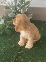 BooBoo, a male Cocker Spaniel for sale in San Jacinto, CA – 3 of 5