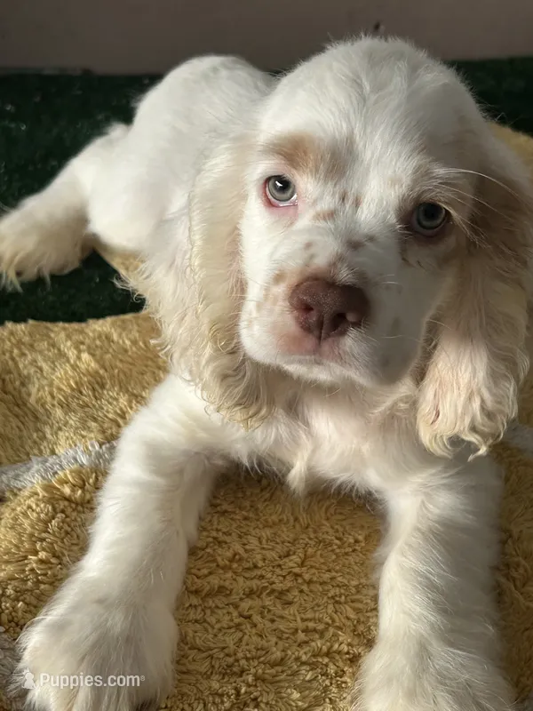 DooDoo – Cocker Spaniel puppy for sale in San Jacinto, CA