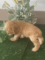 BooBoo, a male Cocker Spaniel for sale in San Jacinto, CA – 4 of 5
