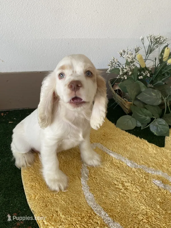 DooDoo – Cocker Spaniel puppy for sale in San Jacinto, CA