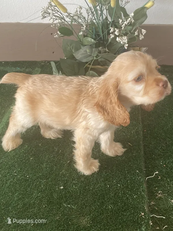 CooCoo – Cocker Spaniel puppy for sale in San Jacinto, CA