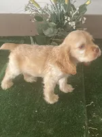 CooCoo, a female Cocker Spaniel for sale in San Jacinto, CA – 1 of 5