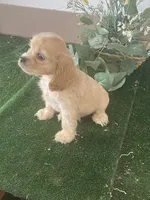 TooToo, a male Cocker Spaniel for sale in San Jacinto, CA – 2 of 5
