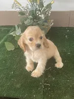 TooToo, a male Cocker Spaniel for sale in San Jacinto, CA – 4 of 5
