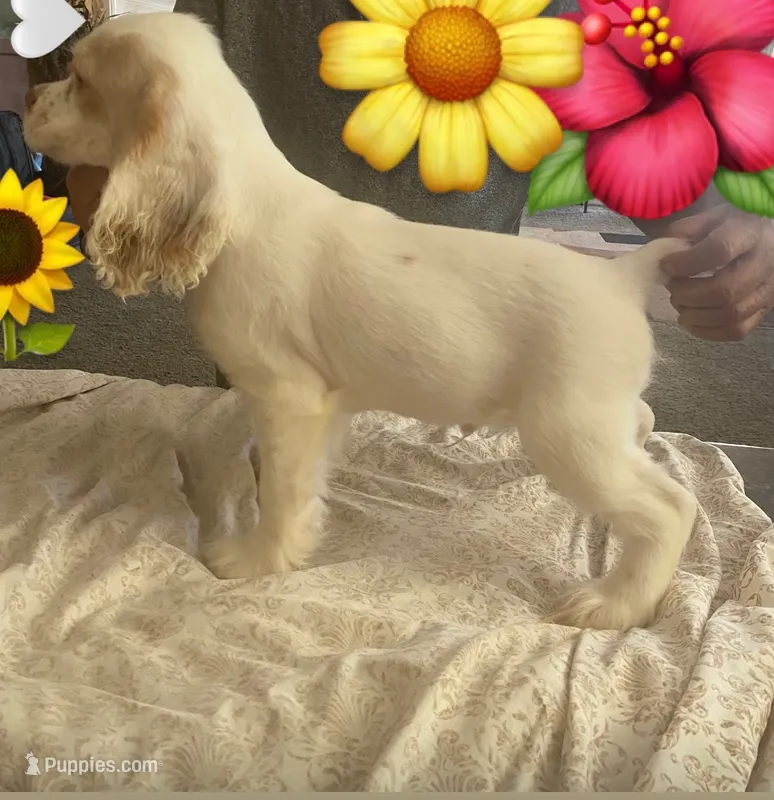 DooDoo – Cocker Spaniel puppy for sale in San Jacinto, CA