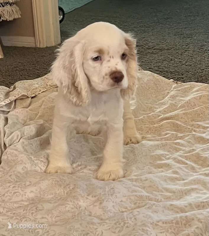 DooDoo – Cocker Spaniel puppy for sale in San Jacinto, CA