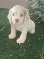 DooDoo, a male Cocker Spaniel for sale in San Jacinto, CA – 3 of 5