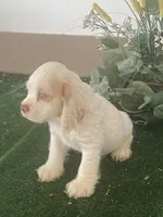 DooDoo, a male Cocker Spaniel for sale in San Jacinto, CA – 5 of 5