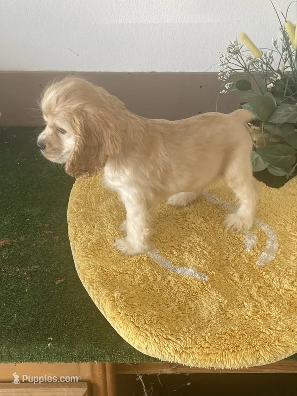 TooToo – Cocker Spaniel puppy for sale in San Jacinto, CA