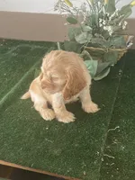 CooCoo, a female Cocker Spaniel for sale in San Jacinto, CA – 4 of 5