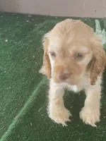CooCoo, a female Cocker Spaniel for sale in San Jacinto, CA – 3 of 5