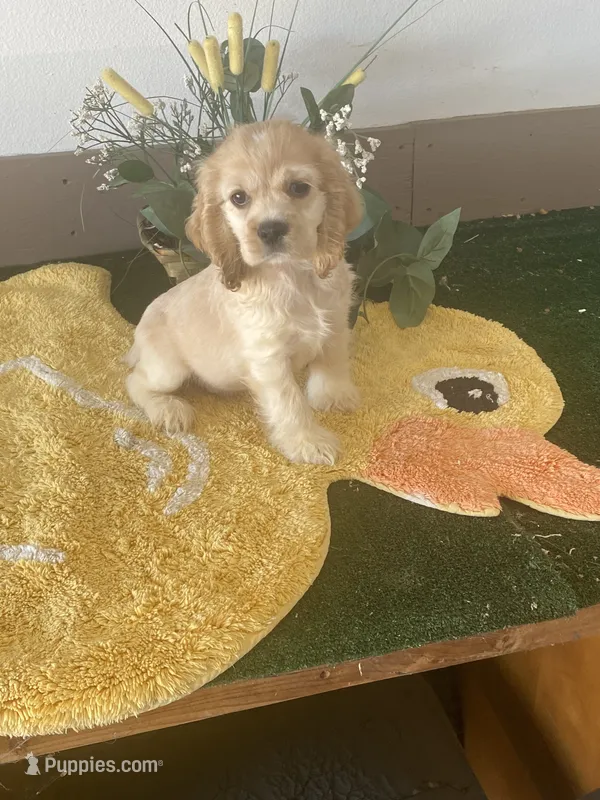 TooToo – Cocker Spaniel puppy for sale in San Jacinto, CA