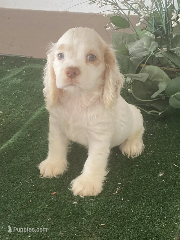 DooDoo – Cocker Spaniel puppy for sale in San Jacinto, CA