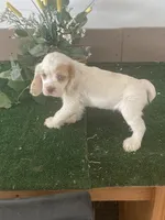 ZooZoo, a female Cocker Spaniel for sale in San Jacinto, CA – 2 of 5