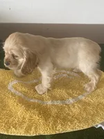 processed/986d40a0-55ce-40d6-821b-aec2cd2523bb/listing/993af547-e839-45e7-938e-166a564b3b3b/1dc203a1-d6ce-4a7f-8bb7-a166e177eac8