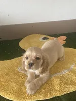 processed/986d40a0-55ce-40d6-821b-aec2cd2523bb/listing/993af547-e839-45e7-938e-166a564b3b3b/adf1f8c6-618e-4b03-8b03-eef0159e303a