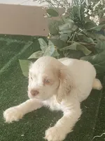DooDoo, a male Cocker Spaniel for sale in San Jacinto, CA – 4 of 5
