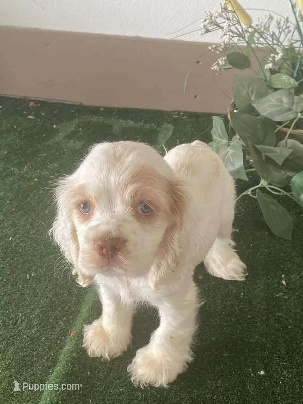 ZooZoo – Cocker Spaniel puppy for sale in San Jacinto, CA