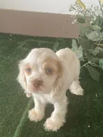 ZooZoo, a female Cocker Spaniel for sale in San Jacinto, CA – 1 of 5