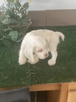 ZooZoo, a female Cocker Spaniel for sale in San Jacinto, CA – 5 of 5