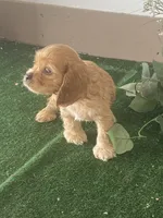 BooBoo, a male Cocker Spaniel for sale in San Jacinto, CA – 5 of 5
