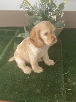 CooCoo, a female Cocker Spaniel for sale in San Jacinto, CA – 2 of 5