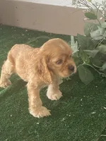 BooBoo, a male Cocker Spaniel for sale in San Jacinto, CA – 2 of 5