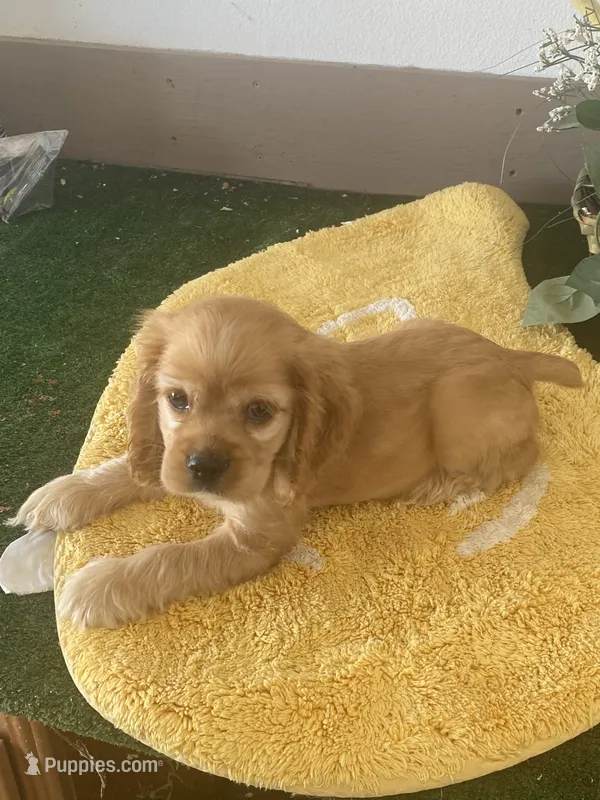 BooBoo – Cocker Spaniel puppy for sale in San Jacinto, CA