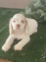 DooDoo, a male Cocker Spaniel for sale in San Jacinto, CA – 2 of 5