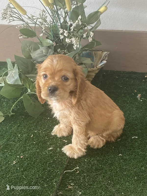 BooBoo – Cocker Spaniel puppy for sale in San Jacinto, CA