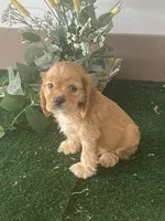 BooBoo, a male Cocker Spaniel for sale in San Jacinto, CA – 1 of 5
