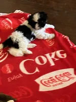 Winnie, a female Shih Tzu for sale in Albuquerque, NM – 1 of 5