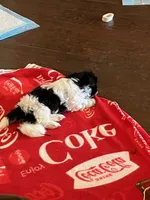 Winnie, a female Shih Tzu for sale in Albuquerque, NM – 5 of 5