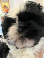 Winnie, a female Shih Tzu for sale in Albuquerque, NM – 4 of 5