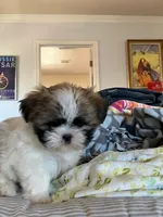 Rikki, a female Shih Tzu for sale in Albuquerque, NM – 2 of 7